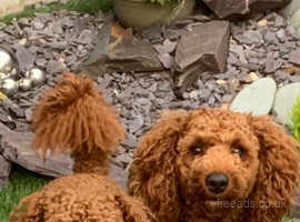 Medium poodles for sale hotsell near me