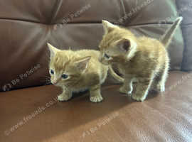 2 Ginger males kittens and one male bengal/tabby