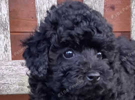 Micro toy poodle for sale best sale