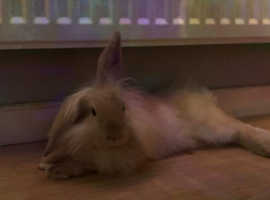 Rehoming male 5 mth old indoor rabbits