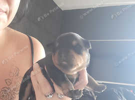 1 boy 1 girl rottweiler