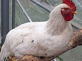 White leghorn cockrel