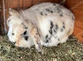 1 Year old Lionhead Doe