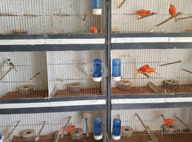 Canary  breeding cages block of 8