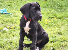 11week old gorges black puppy