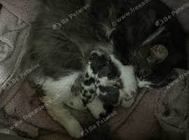 Fluffy kittens ready soon