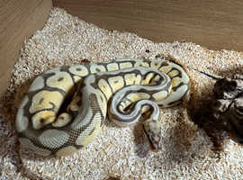 Cb21 royal python- pet home only