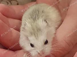 Cute Baby Hamsters