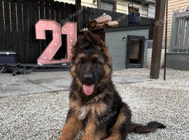 chunky German Shepherd