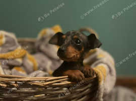 Dapple miniature hot sale pinscher