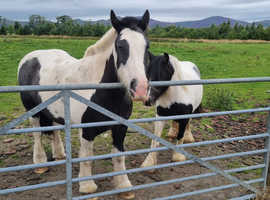 Pony for sale