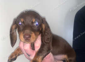 2 choc and tan miniature daschunds
