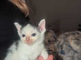 Kittens for sale - Ready in 2 weeks!!