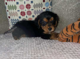 Pomerpoo puppies