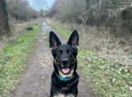 German shepherd best sale breeders near me