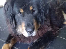 Tibetan Mastiff