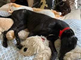 ***Fern Rescue*** 4 YO Greyhound
