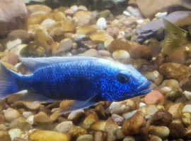 African Cichlids mixed