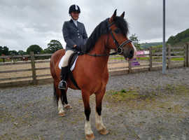 Absolutely stunning section D gelding