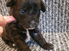 Chihuahua poodle mix deals puppies for sale