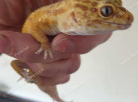 Leppard geckoes for sale