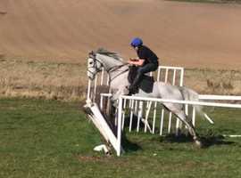 Grey Tb mare