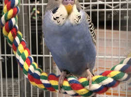 3 Beautiful budgies