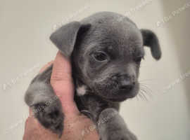Hows this boy still here Staffordshire bull terrier cross chow mix  1 blue male left
