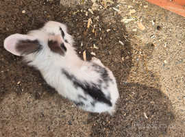 6 young rabbits  mixed colours