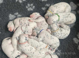 Dalmatian puppies for sale  ready to view