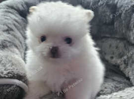 White small teddy bear pomeranians