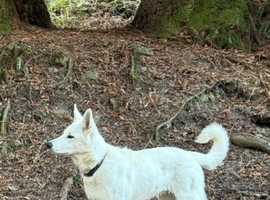 White Swiss Shepherd male looking for a loving home