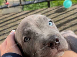 American bully puppy
