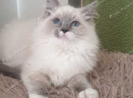 Beautiful GCCF Registered Ragdoll Kitten.