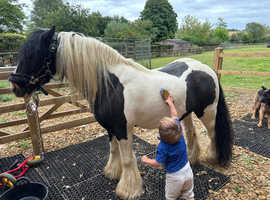 13.3hh 14 year old cob