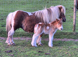 Miniature Shetland mare with foal at foot