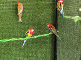 Stunning rosellas parakeets parrots for sale