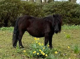 Standard Shetland Mare