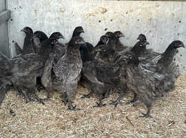 1415 week old Bluebell Pullets