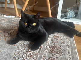 Looking for a caring home for our 8 months old British Short Hair Kittens