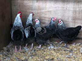 Silver Sussex Chickens in West Park | Find Chickens at Freeads in West ...