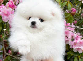 Kc registered white Pomeranian puppy boy