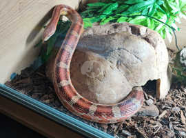 Adult corn snake (rehoming)