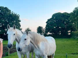 Beautiful full pedigree Irish sport horse girl