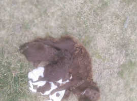 Spaniel puppy's