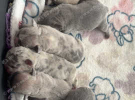 Frenchies