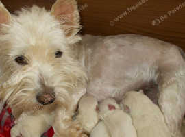Westie puppies