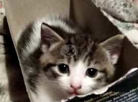 Kitten tabby
