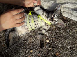 Alresford cat and kitten sales rescue