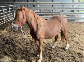 8 year old Welsh Cob